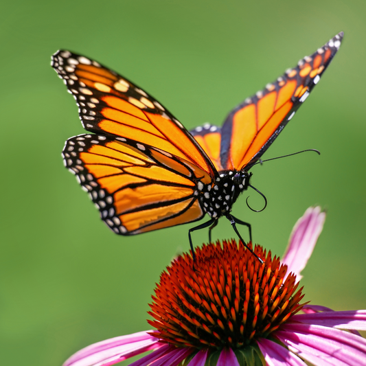 Butterfly Gardening